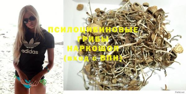 прущие грибы Апатиты